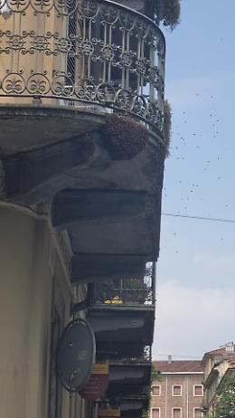 Sciame di api assedia un terrazzo: paura a San Salvario