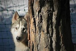 Animali e comunit&agrave;: una risorsa che cura