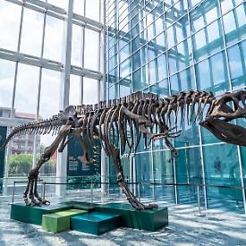 Al grattacielo della Regione Piemonte arriva uno scheletro di dinosauro