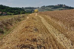 Siccità, Coldiretti Cuneo lancia l'allarme: “Necessarie irrigazioni di soccorso"