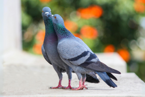 Milano è la città italiana con più piccioni: i problemi legati alla loro presenza