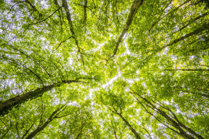 La rinascita verde di Cravanzana: il progetto scolastico che pianta radici di biodiversità