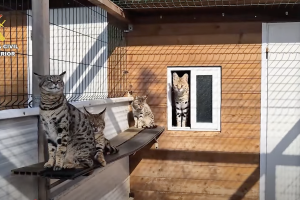 Felini esotici in salotto: ecco a quanto li vendeva la coppia arrestata a Maiorca