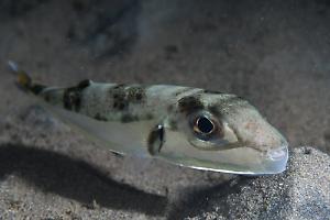 Pesce palla velenoso avvistato nell'Adriatico