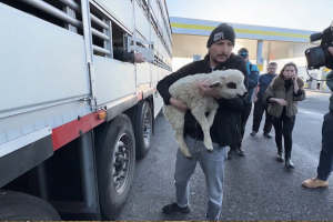 L’inferno degli agnelli per giorni sui camion: ecco come viaggiano verso l'Italia