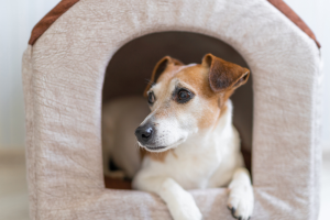 Blacklist e percorsi di educazione: il "daspo" per maltrattamenti approda in Sala Rossa