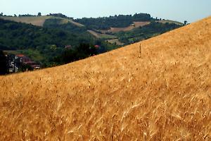 Sfalcio manuale, il Piemonte guida il rilancio delle competenze rurali