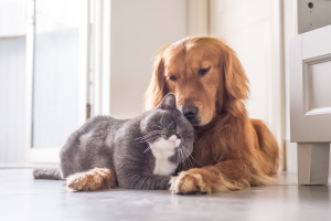 Assicurazione per animali: cosa sono e quali vantaggi offre