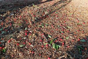 La devastazione delle ciliegie pugliesi: il rischio per il commercio nazionale