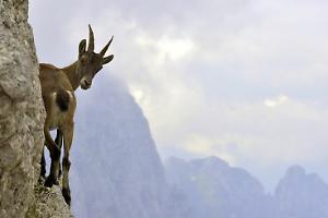 La scienza conferma: i Parchi Nazionali italiani sono fondamentali per proteggere la natura