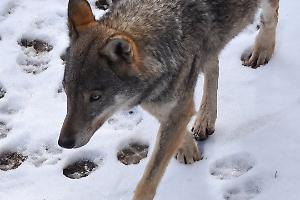 Alla scoperta del lupo: un'escursione notturna tra natura e consapevolezza