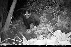 Con gli occhi delle fototrappole: immagini uniche degli animali che popolano le nostre valli