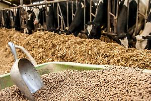 Mangimistica italiana: un settore da 150 miliardi tra innovazione, efficienza e sostenibilità