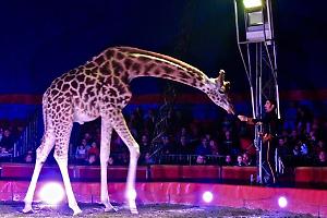 Piemonte, approvato ordine del giorno M5S contro l’uso di animali nei circhi