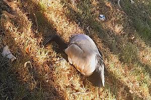 Ibis a Novara tra natura e allarme: segnalati esemplari morti in città