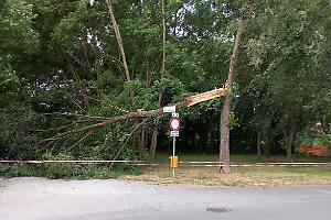 Settimo Torinese: albero abbattuto dal maltempo in via della Costituzione (FOTO)