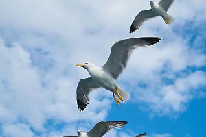 Gabbiani imitatori: con un «miao» rubano il cibo dei gatti randagi
