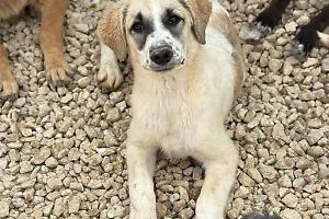 Lenticchia, occhioni dolci e tanta voglia di amare