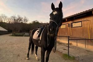 Ricerca in corso per il cavallo scomparso Faylando nelle zone di Alpignano, Rivoli e Villarbasse