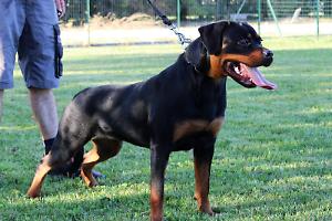Lavinio, rottweiler sfugge al controllo e assale due fratellini nel giardino di casa, il racconto della vicina di casa