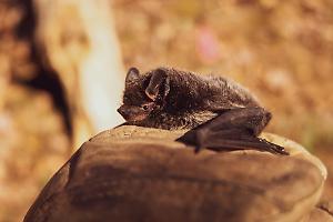 Arriva Ugo: il primo pipistrello in Italia ad avere uno "zaino Gps"