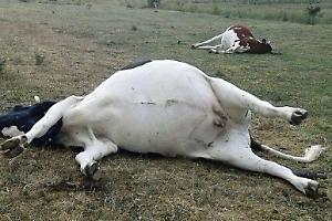 Strage silenziosa in alta Valle Po: misteriosa morte di 47 bovini in alpeggio