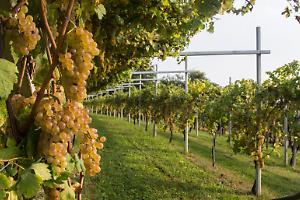 Piemonte, 6,2 milioni per rinnovare i vigneti: sostegno a 377 vignaioli