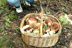 Due cercatori di funghi ottantenni salvati nei boschi sopra il Lago Maggiore