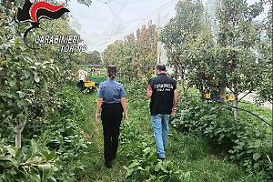 Agricoltura, controlli nel Pinerolese: lavoratori irregolari e sanzioni per due aziende