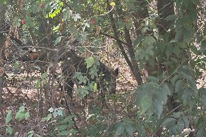 Nichelino, quattro cuccioli di cinghiale nel parco: “Non c’è altra scelta, verranno abbattuti”
