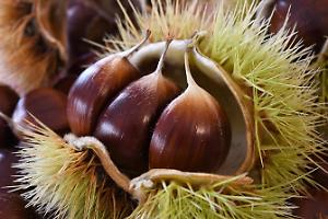 Ecco dove raccogliere le castagne in Piemonte: tutti i boschi e i sentieri nelle province piemontesi