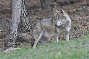Villadossola, il lupo colpisce ancora: sbranati un agnello e due pecore