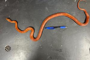 Trovato serpente del grano a Torino: l'animale domestico aspetta i suoi proprietari al CANC