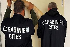 Blitz nel laboratorio del Torinese, sequestrate cinque zanne di elefante africano