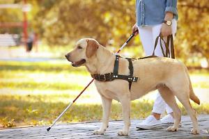 Cani d’assistenza: al via il riconoscimento ufficiale in Italia