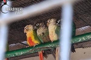 Sequestrati 17 pappagalli a Stresa, società multata per attività zoologica senza licenza