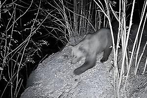 Spunta un altro orso in Piemonte? Ci sono feci e foto ma nessuna certezza