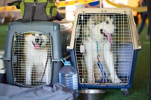 Cani in stiva: la Corte UE li considera come dei qualsiasi "bagagli da imbarcare"