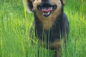 Cumiana, ucciso a fucilate il cane Rocky: «Era parte di una famiglia, chiediamo giustizia»