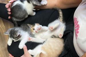 Susa, inaugurato il nuovo "Rifugio Micioso" per i gatti abbandonati
