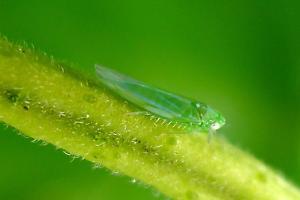 Vigneti sotto pressione: nel 2025 si registra un'eccezionale proliferazione di insetti