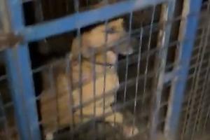 Fuochi d'artificio vicino al canile, Enpa Novara denuncia: «decisione inammissibile e pericolosa»  [IL VIDEO]