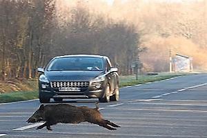 Revigliasco, auto contro un cinghiale: grave una donna