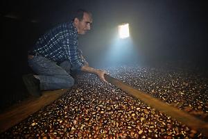 Val Pellice, stagione deludente per la raccolta delle castagne: «Cinquanta quintali prodotti, ma superavamo i duecento»