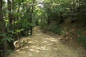 Giallo a Pietra Marazzi, trovato il corpo di un uomo nella boscaglia vicino al Tanaro