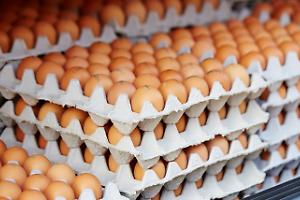 Allerta uova fresche: tre lotti richiamati per rischio microbiologico