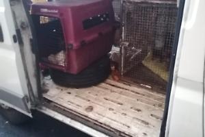 Undici cani nell’alloggio sgomberato ieri: salvati grazie all’intervento in via Aosta