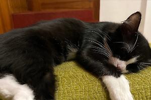 Il radiologo Fanelli verso il processo: Tac e drenaggio alla gatta Athena in ospedale