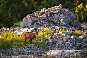 Bracconieri sorpresi nel Parco del Monviso
