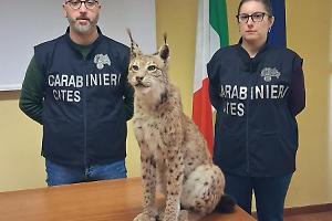 La lince di Riva presso Chieri: un trofeo illegale al centro dell’indagine
